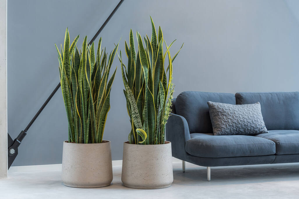 Patt M, Grey Washed