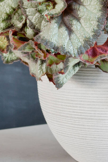Abby L, Light Grey (horiz. ridg.)