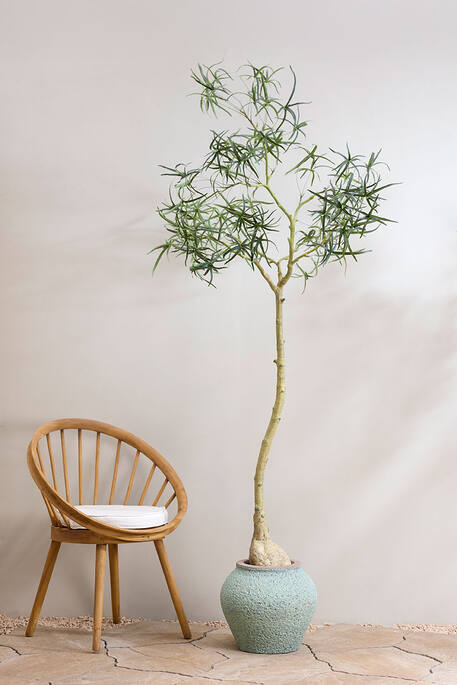 Zeus S, Rustic Green
