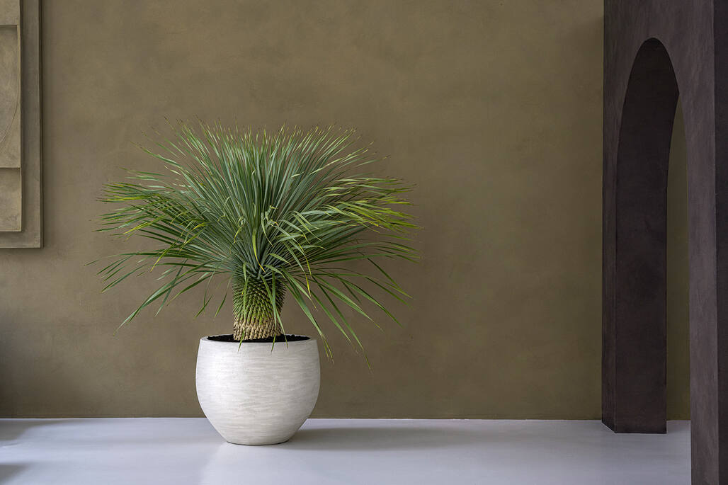 Jumbo Orb M, Ivory Washed