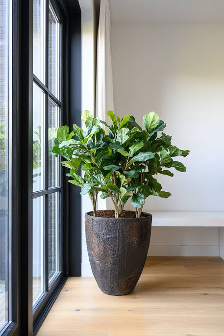 Bernd Oyster Brown (US)