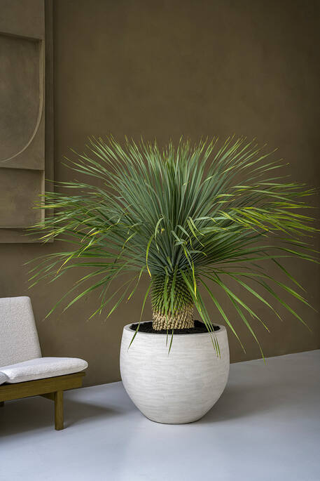 Jumbo Orb XS, Ivory Washed