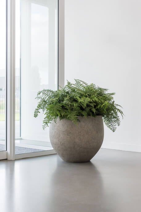 Jumbo Orb Urban beige washed (USA)