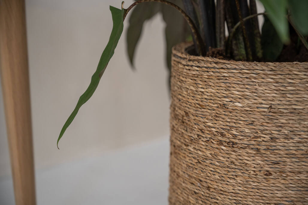 Patt XL, Straw Grass