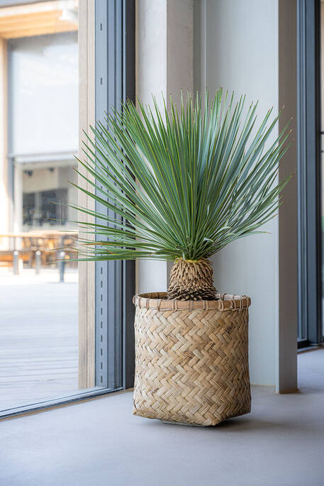 Zayn Bohemian EU