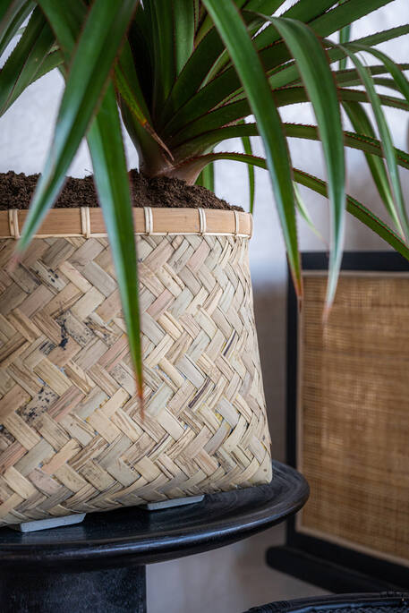 (S) Nala XL, Bamboo