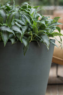 Bucket S, Pine Green