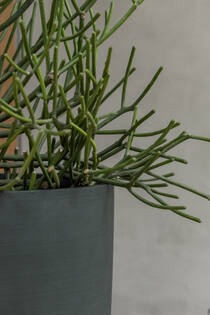 Dax XL, Pine Green
