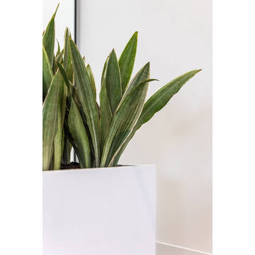 Block M, Matte White