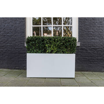 Jort M, Matte White