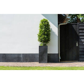 Bouvy XXL, Grey