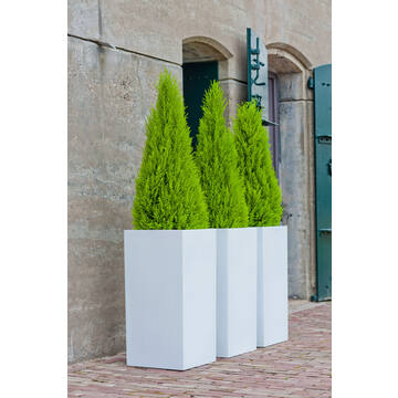 Bouvy M, Glossy White