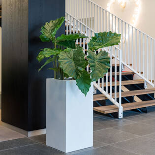 Bouvy L, Matte White