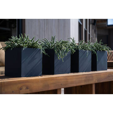 Fleur M, Black