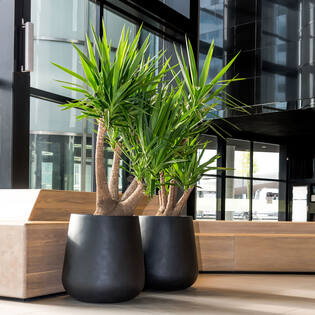 Pax XL, Black