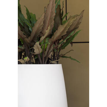 Pax XL, Matte White