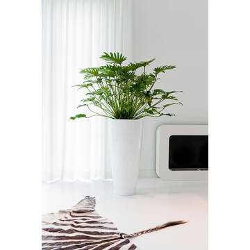 Dax L, Glossy White