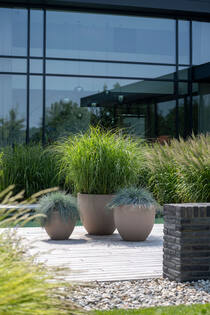 Jesslyn M, Taupe
