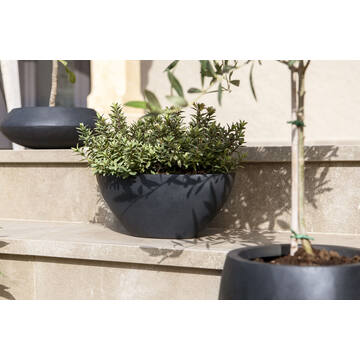 Dorant M, Black
