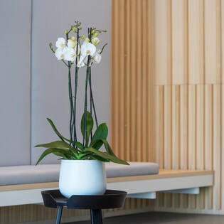 Kevan M, Matte White