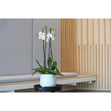 Kevan M, Matte White
