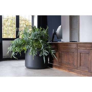 Patt M, Black