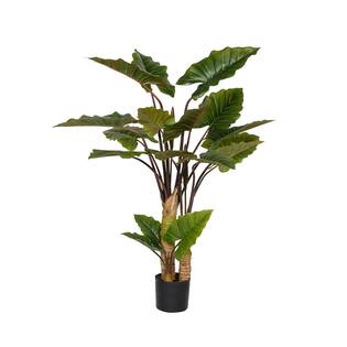 Alocasia M, Green