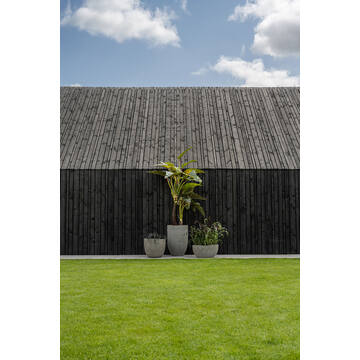 Alocasia Tree L, Green