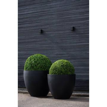 Boxwood Round XXS, Green