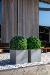 Boxwood Round XXS, Green