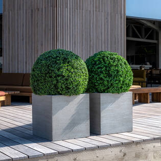 Boxwood Round S, Green