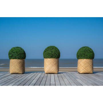 Boxwood Round M, Green