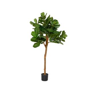 Ficus Lyrata L, Green