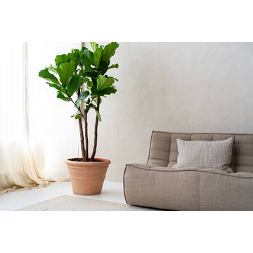 Ficus Lyrata L, Green