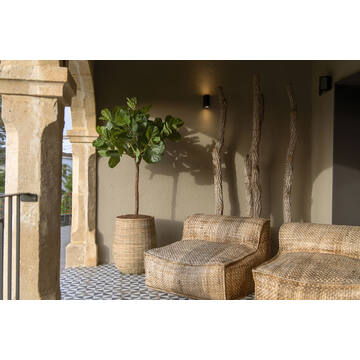 Ficus Lyrata XL, Green
