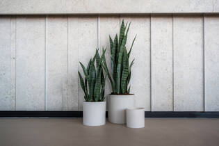 Sansevieria S, Green
