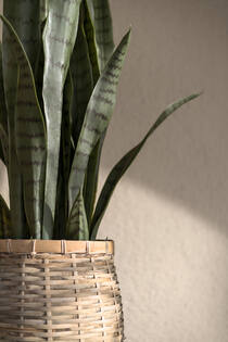 Sansevieria S, Green