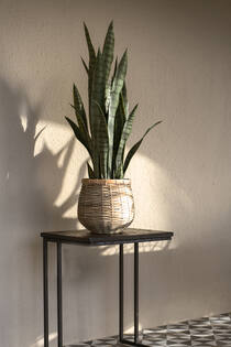 Sansevieria M, Green