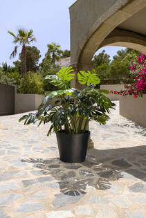 Monstera XL, Green