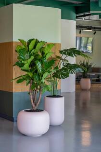 Monstera XL, Green