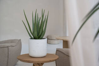 (S) Aloe M, Green
