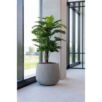 Monstera Pertusum L, Green