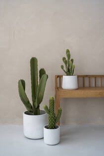 (S) Cactus Cereus L, Green