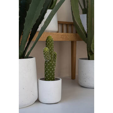 Cactus Saguaro M, Green