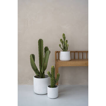 Cactus Saguaro M, Green