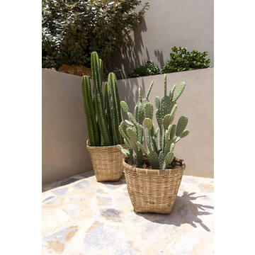 Cactus Opuntia M, Green