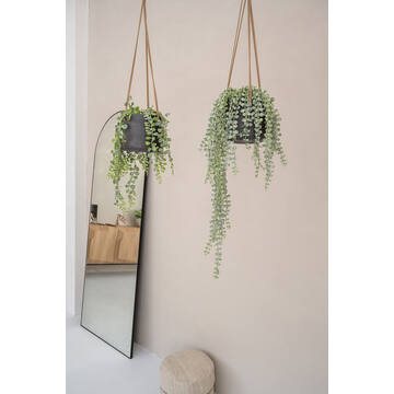 Senecio L, Green