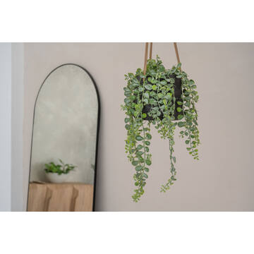Senecio L, Green