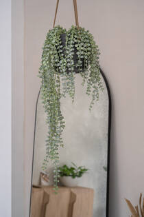 Senecio L, Green