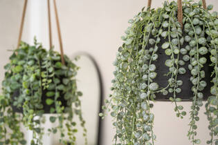 Senecio L, Green